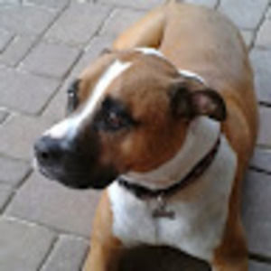 Meet your Posher, Diana